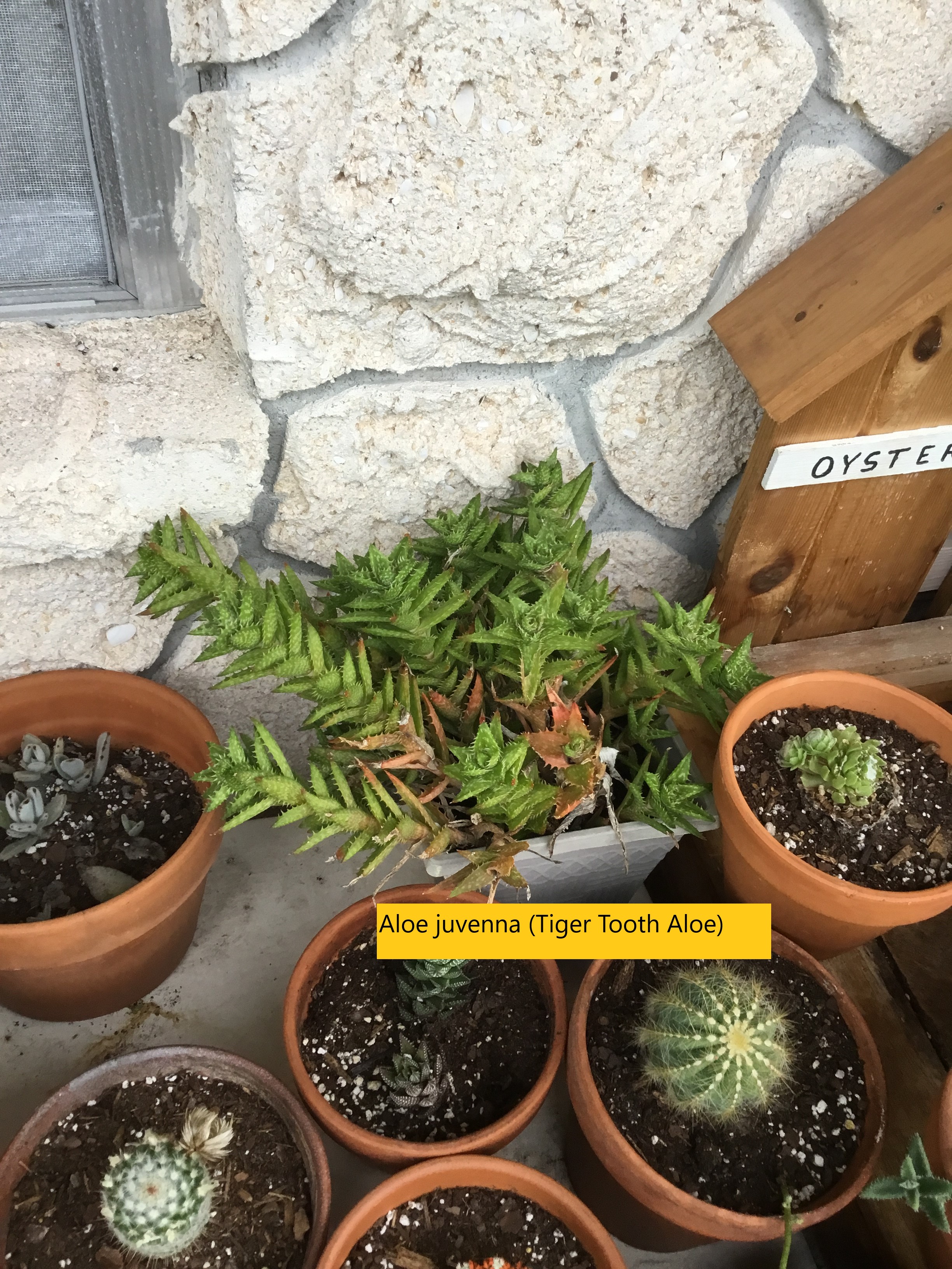 Aloe juvenna (Tiger Tooth Aloe).jpg